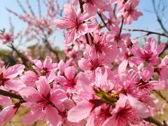 -大兴滨河森林公园