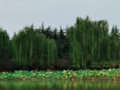 -洛阳市隋唐城遗址植物园