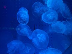 -蓬莱欧乐堡海洋极地世界