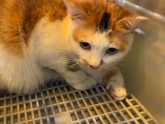 -安安宠医宠物医院·异宠·犬猫内科(岳阳分院)