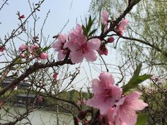 -南汇桃花村