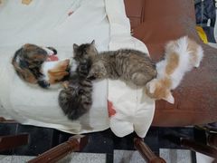 -宠物星动物医院·眼科·异宠·猫科(江南大道总院)