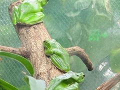 -上海大自然野生昆虫馆(东方明珠·爬宠昆虫探索中心)