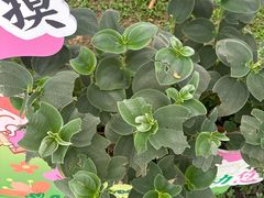 -云溪植物园
