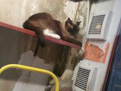 -猫咪博物馆(顶澳仔猫街店)