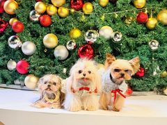 -东莞松山湖万象汇