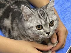 -pd派德宠物中心医院24H急重症·眼科中心·血液透析中心(嵩山北路店)