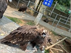 -西霞口神雕山野生动物世界