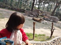 -上海野生动物园老虎餐厅
