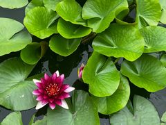 -莲花池公园