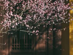 -慧因高丽寺