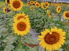 -光明小镇欢乐田园