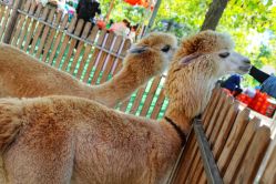 -萌宠亲子动物乐园(槐房万达店)