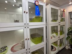 -青奢宠物·青奢猫舍