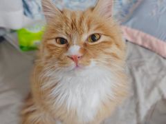 -宠爱国际动物医院·消化内科·心肾内科·ISFM猫友好(望京店)
