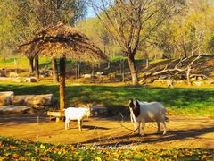 -北京野生动物园