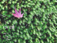 -常寂光寺