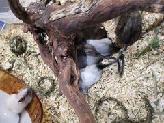 -酷以爬仙阁实体爬宠店·守宫·蜥蜴·专业繁育