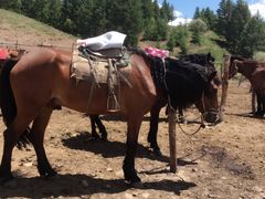 -塞罕坝国家级自然保护区