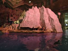 -帝企鹅自助餐厅•儿童岛•真企鹅(长隆企鹅酒店)