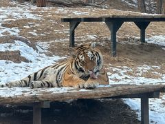 -大连森林动物园