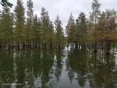 -白鹭湾湿地公园