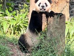 -都江堰中华大熊猫苑