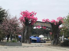 园区环境-天适樱花悠乐园