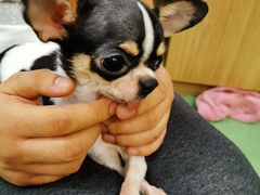 -藦茜花园宠物主题亲子互动体验馆(国顺东路店)