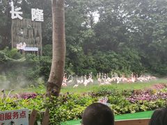 -广州长隆飞鸟乐园
