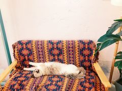 -喵屿·大理花园猫咖