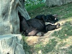 -北京野生动物园