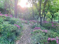 -上海滨江森林公园