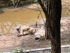 -大连森林动物园