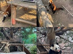 -灵玲国际马戏城