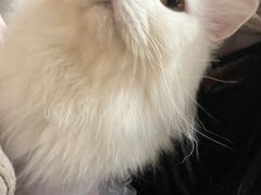 -MOCHA明星猫咖(田子坊店)