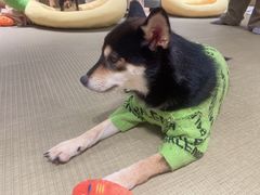 -逗柴咖啡屋·狗咖猫咖宠物桌游