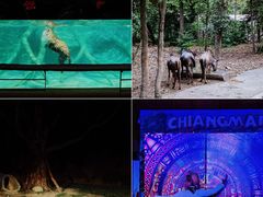 -清迈夜间动物园