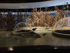 -上海长江河口科技馆