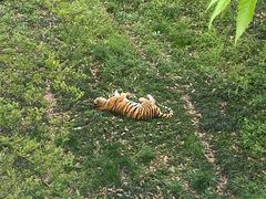 -合肥野生动物园