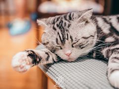 -绒爪撸猫下午茶·猫咖