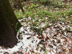 -杭州半山国家森林公园