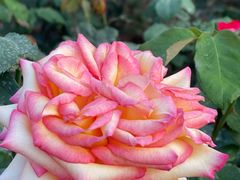 -人民公园(罗湖区)