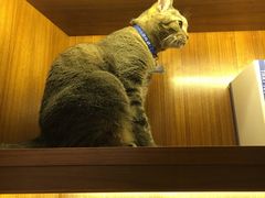 -喵园·猫主题咖啡厅·撸猫·猫咖(国贸店)