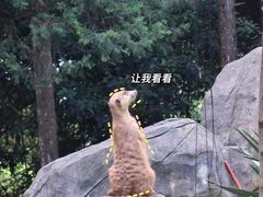 -红山森林动物园