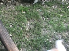 -菲尔斯特宠物医院