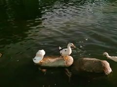 -莲湖公园