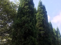 -青龙山公园