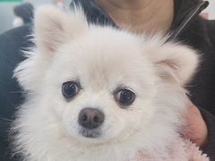 -爱侣宠医·鹦鹉专科·小型哺乳类·异宠专科(灵石路店)