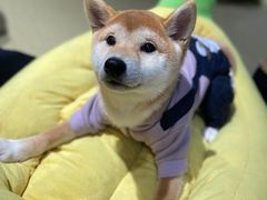 -逗柴咖啡屋·狗咖猫咖宠物桌游